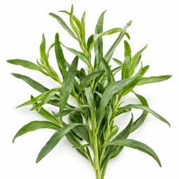 Tarragon
