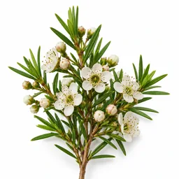 Tea Tree