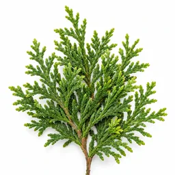 Thuja
