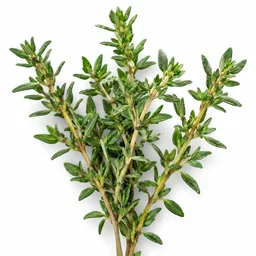 Thyme