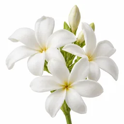 Tiare Flower
