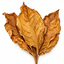 Tobacco Leaf