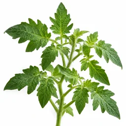 Tomato Leaf