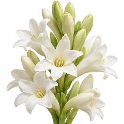 Tuberose