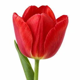 Tulip