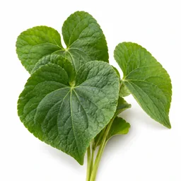 Violet Leaf