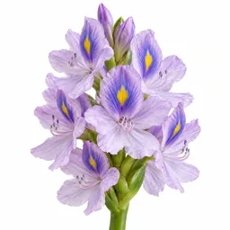 Water Hyacinth