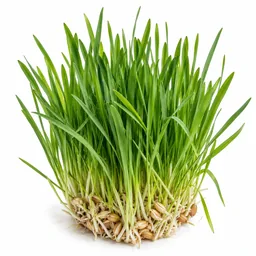 Wheatgrass