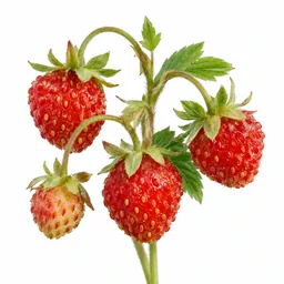 Wild Strawberry