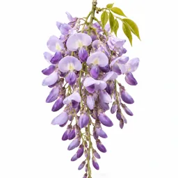Wisteria