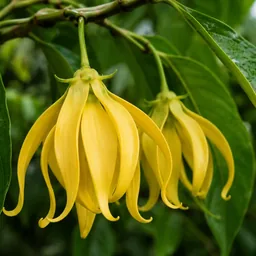 Ylang-Ylang